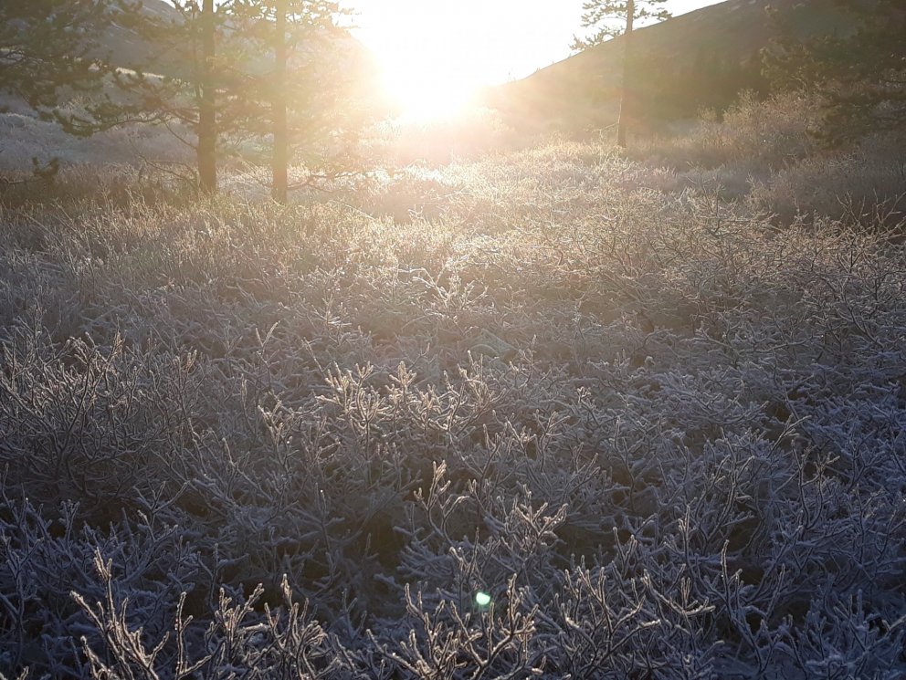 Dreaming with the Goddess - myths and dreams as a path to seidur