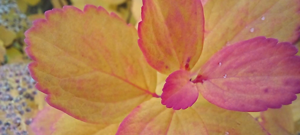 Draumamorgnar Draumsögu á Akureyri