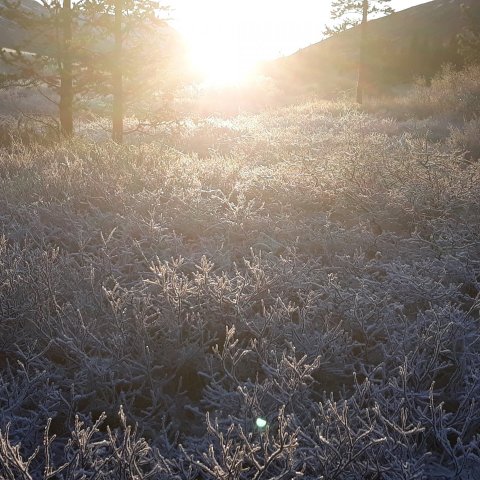 Dreaming with the Goddess - myths and dreams as a path to seidur