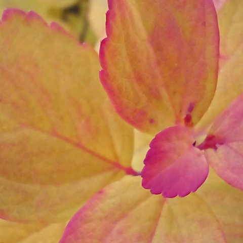 Draumamorgnar Draumsögu á Akureyri